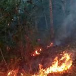 Si Jago Merah Lahap Kebun Dan Hutan Di Pekon Bandar Agung Suoh